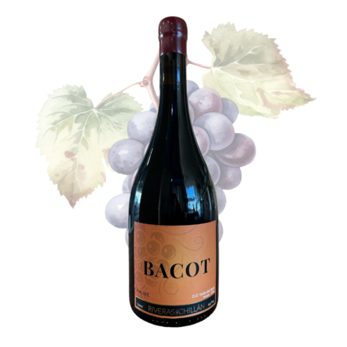 RIVERAS DE CHILLAN - BACOT - Malbec